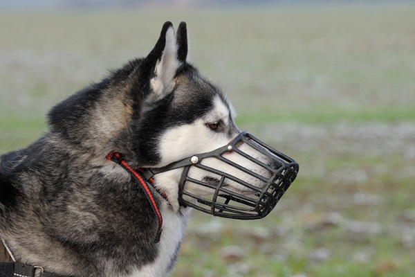 muzzle your dog