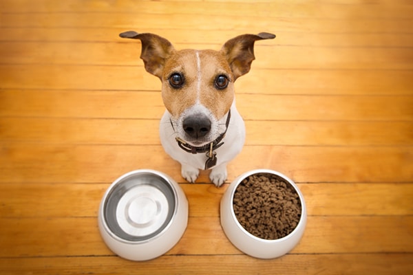 https://www.dogster.com/wp-content/uploads/2017/10/A-hungry-dog-looking-up-near-his-food-and-water-bowl.jpg