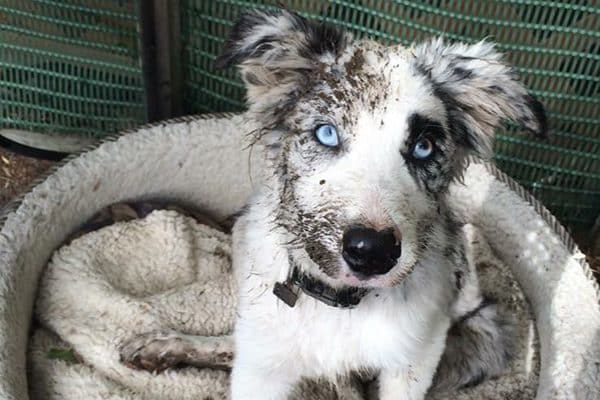 dog breeds with blue eyes