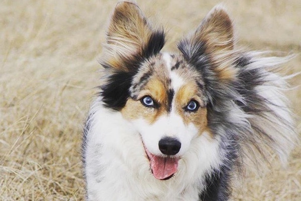 Dogs With Blue Eyes: Meet These 6 Dog 