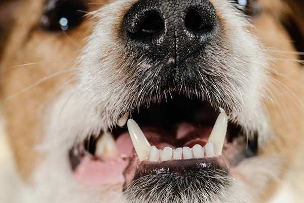 natural ways to get rid of dog's bad breath