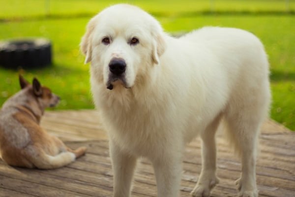What Are the Best Farm Dogs?