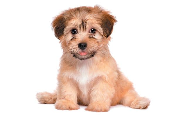 what does a havanese dog look like
