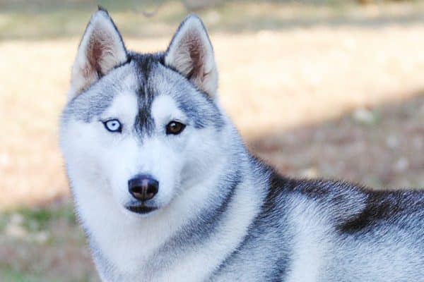 Names For Dogs With Blue Eyes Male