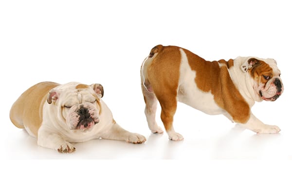 which dog breeds fart the most