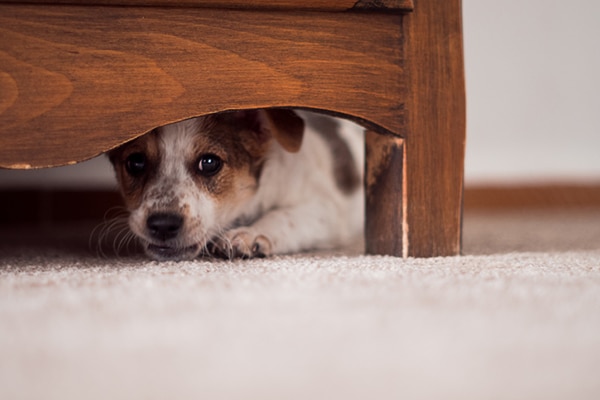 6 Things To Remember When You Have A Fearful Dog