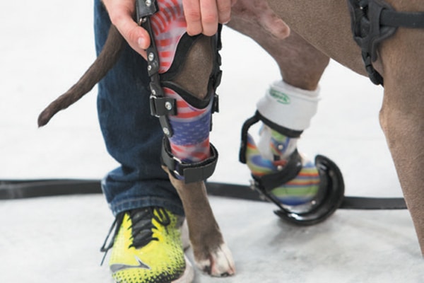 Animal Ortho Care is Innovating Prosthetic and Orthotic Devices for Dogs