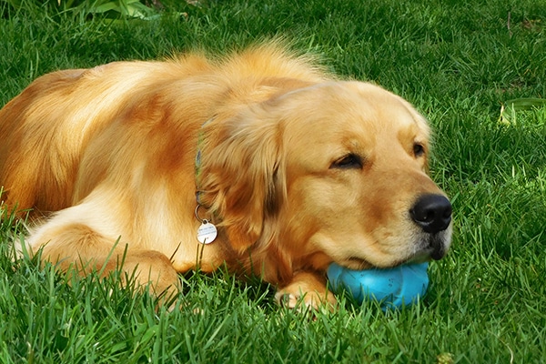 dogs similar to golden retrievers
