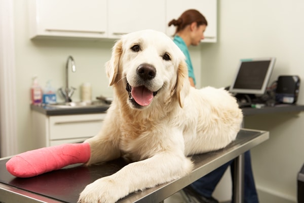 Find Affordable Vet Care for Your Dog