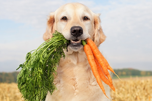Can Dogs Eat Carrots? Are Carrots Good 