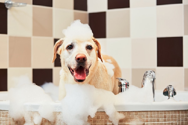 dog a bath