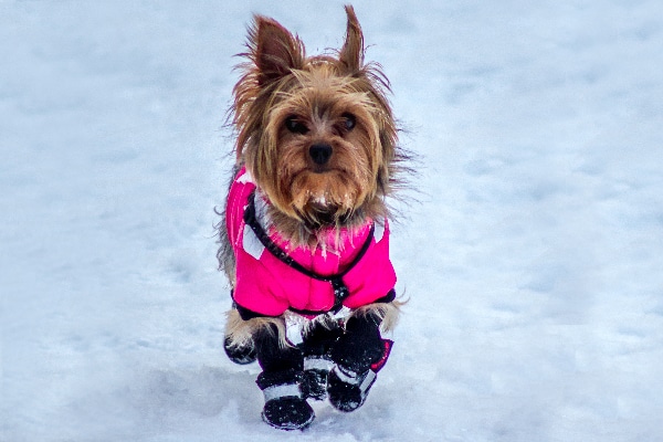 cold jacket for dogs