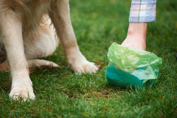 what can make dogs poop