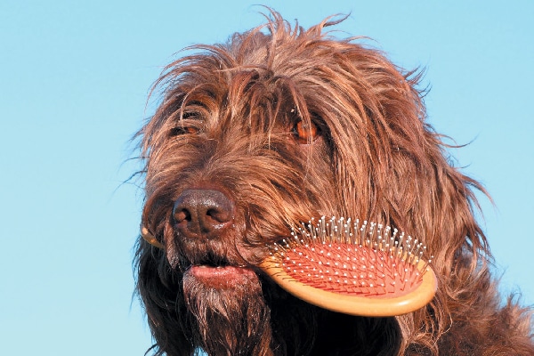 best brush for dematting dogs