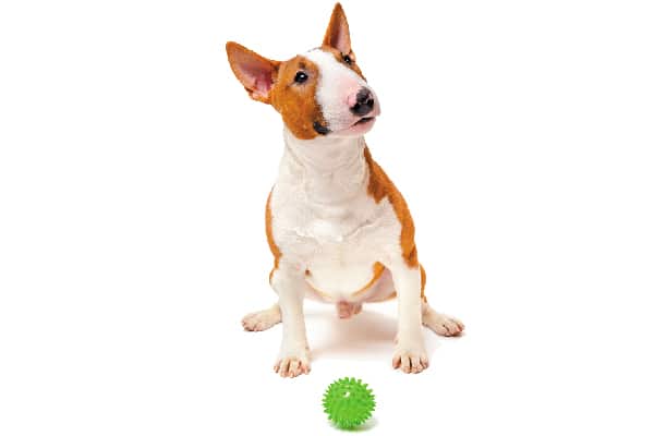 https://www.dogster.com/wp-content/uploads/2018/03/Indoor-dog-games-toy-toss-2.jpg