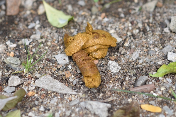 Yellow Dog Poop — Should You Worry 