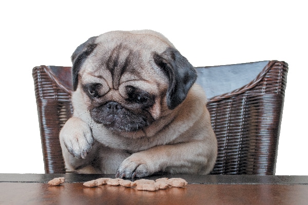 Calculating Your Dog's Healthy Weight