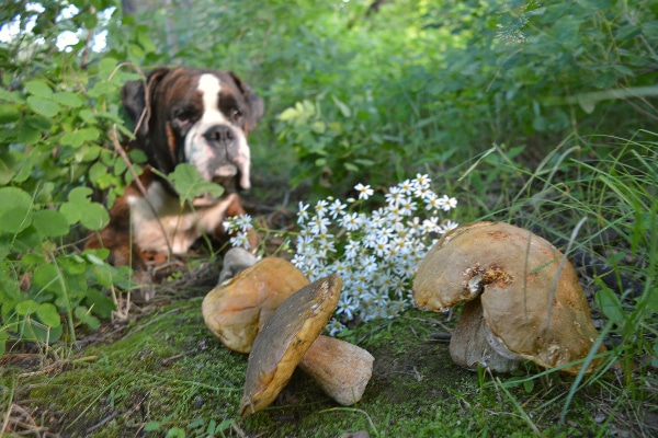 Can Dogs Eat Mushrooms? What to Know 