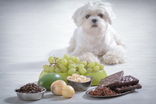 So, Your Dog Ate Onions — Here's What 