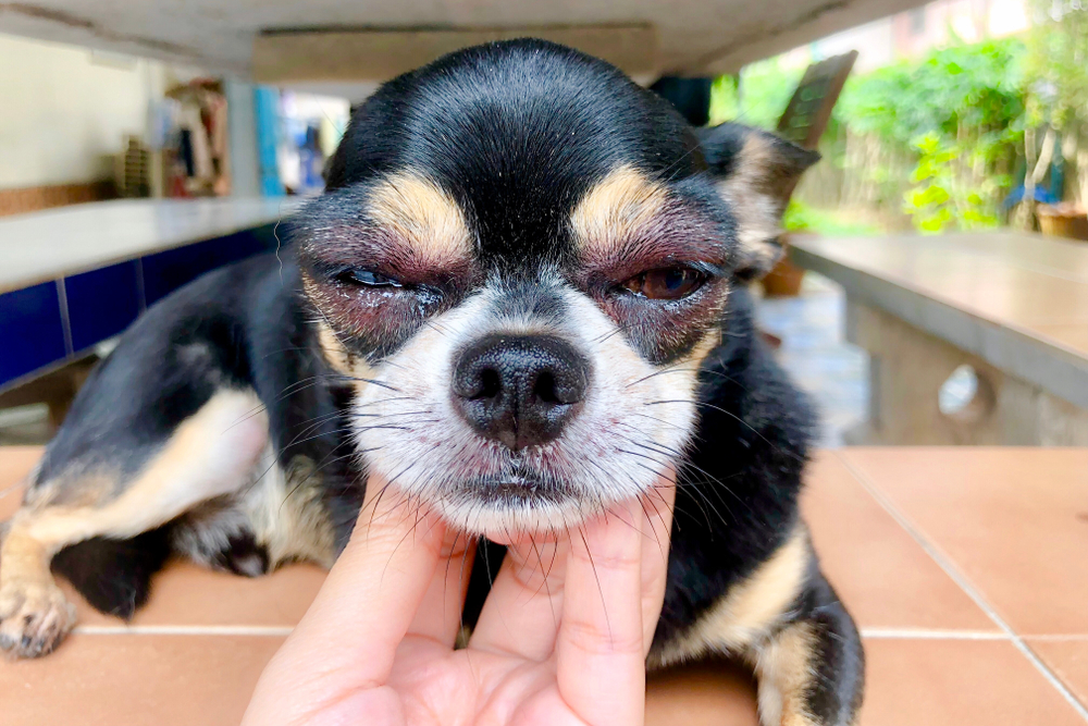 Chihuahua with red swollen eyes from allergies