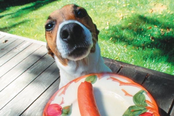 what human food is good for dogs