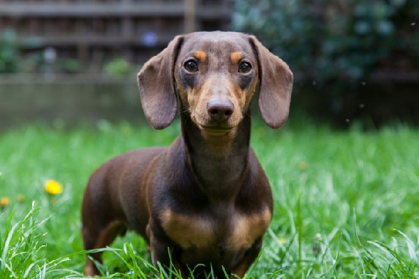 Miniature Dachshund: Facts, Traits & History – Dogster