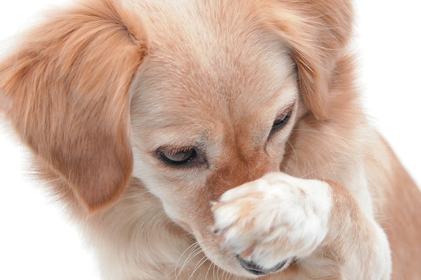 Frito Feet — Here's Why Your Dog's 