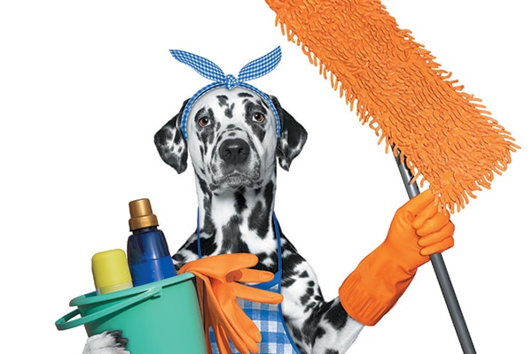 dog cleaner