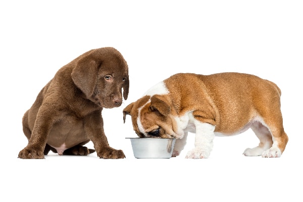 Dealing With Food Aggression in Dogs