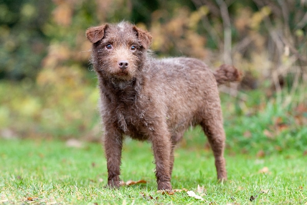 Facts About The Patterdale Terrier Dog Breed