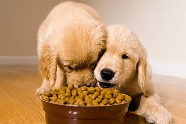 best prebiotic foods for dogs