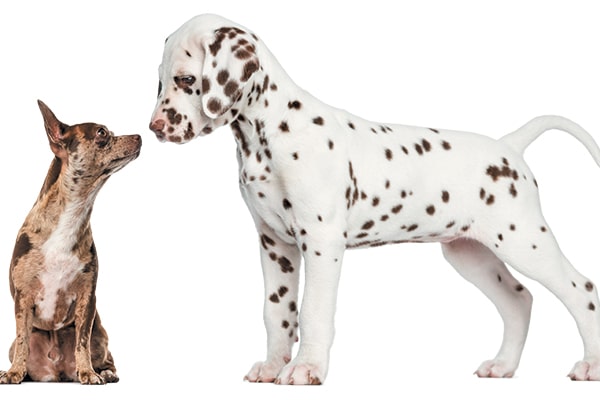 small to medium sized dog breeds