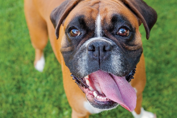 Boxers: The Upbeat and Playful Dog Breed With a Protective Nature