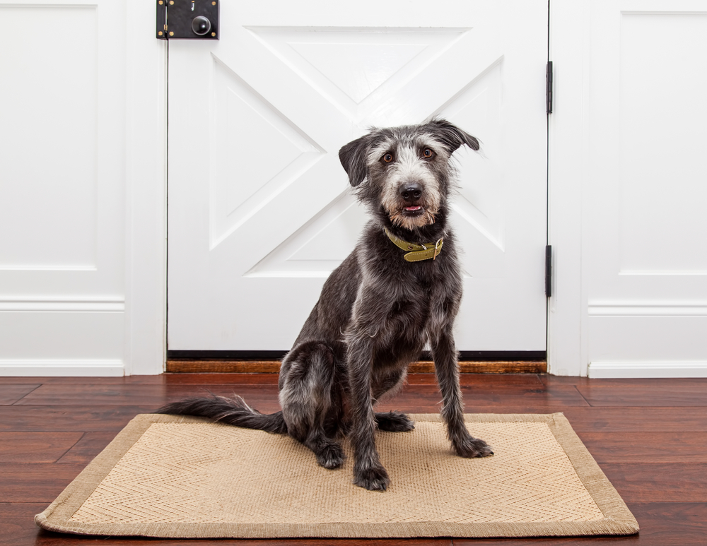 Mixed breed dog sitting on mat