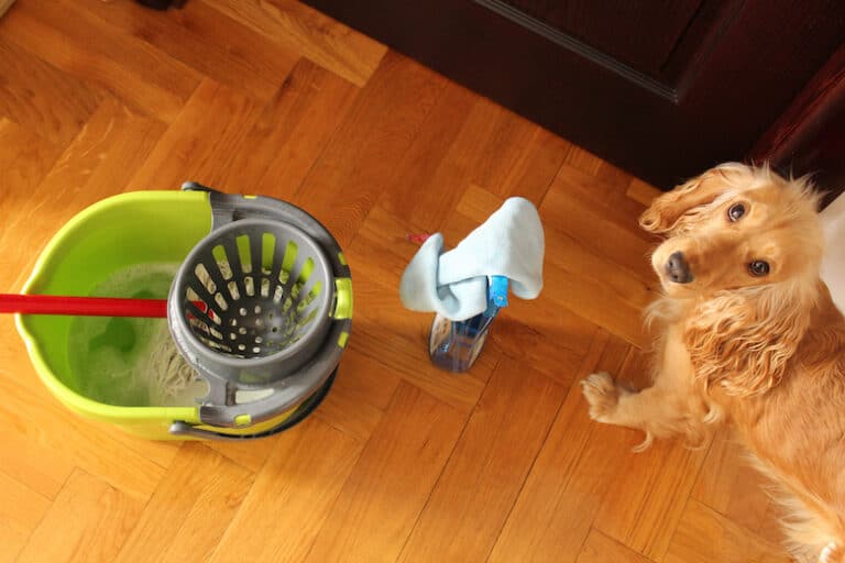 6 Household Cleaning Products That Are Not Safe For Dogs