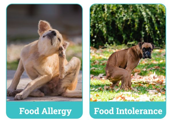Dog Food Allergies vs. Intolerance: Our Vet Busts Myths ...