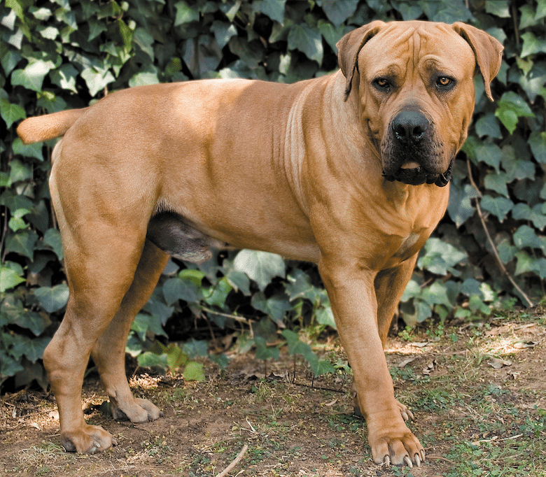 Boerboel - Pick Doggo