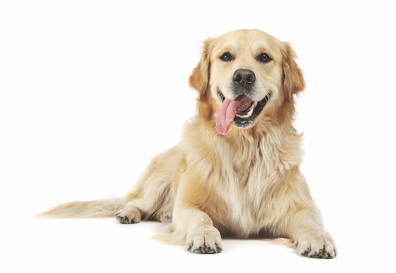 Dog Breed Guide: The Golden Retriever