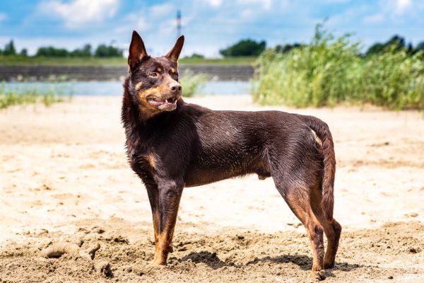 Brown Autralian kelpie dog breed standing in the sand
