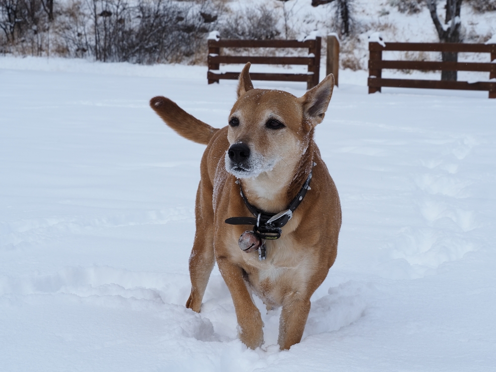 Ginger and Brown Colored Carolina Dog Walking in the Snow