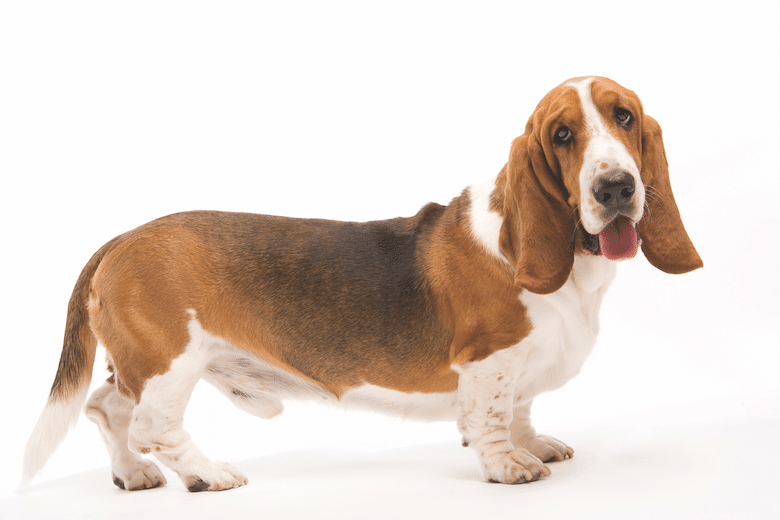 basset hound dog breeds