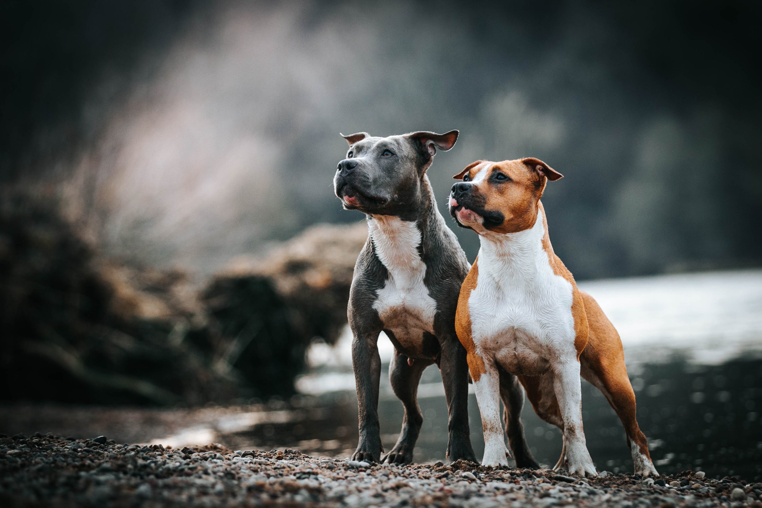 Two Pitbulls standing aside of a river
