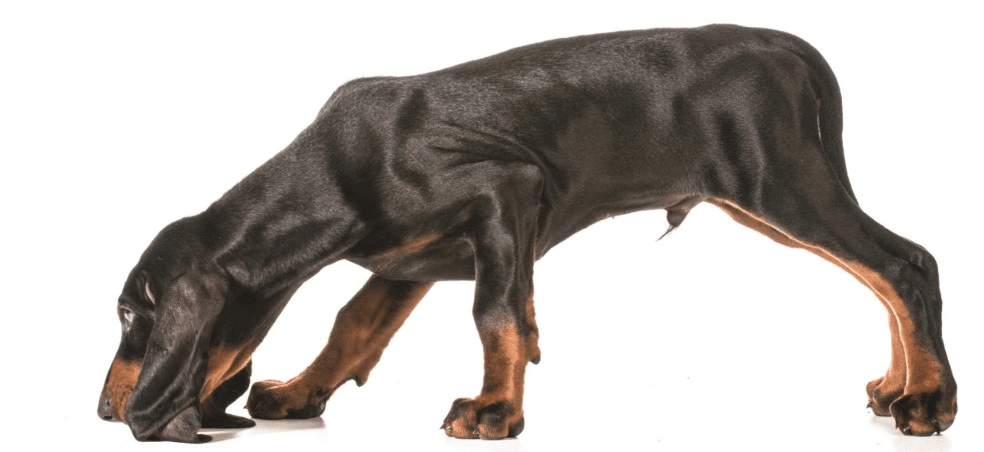Why Dogs Love Nose Work – Dogster