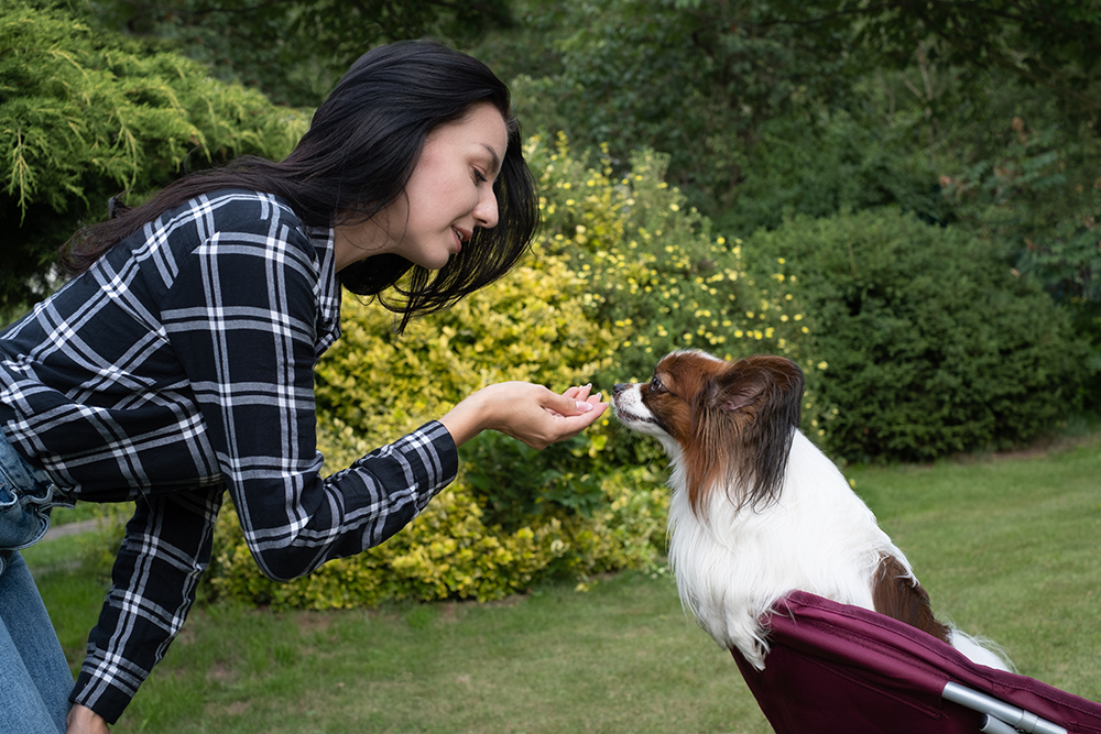 woman training her papillon dog in the garden