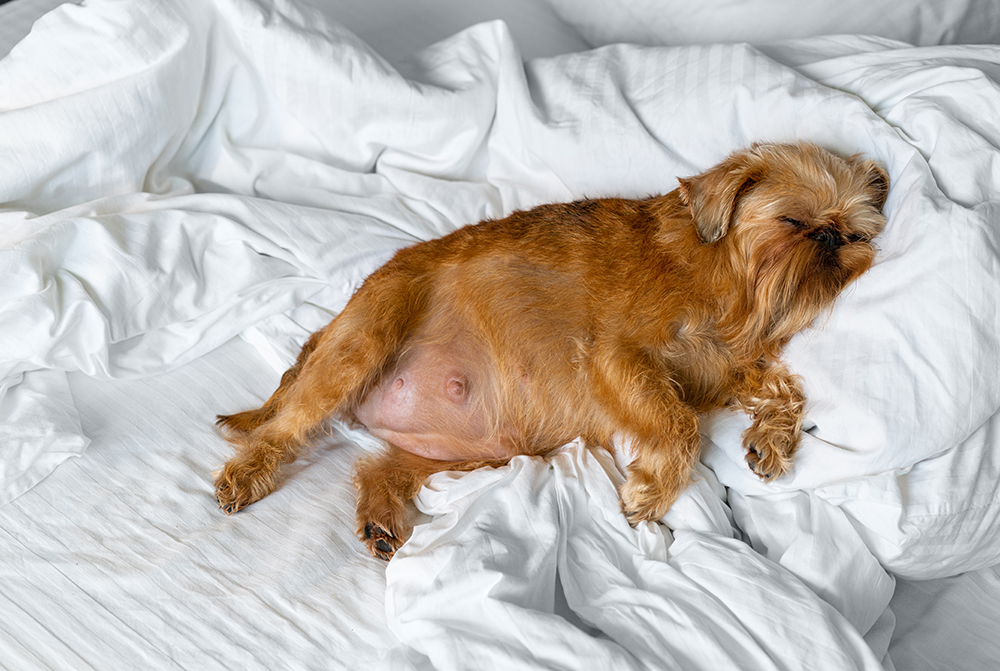 pregnant Brussels Griffon dog sleeping on the bed