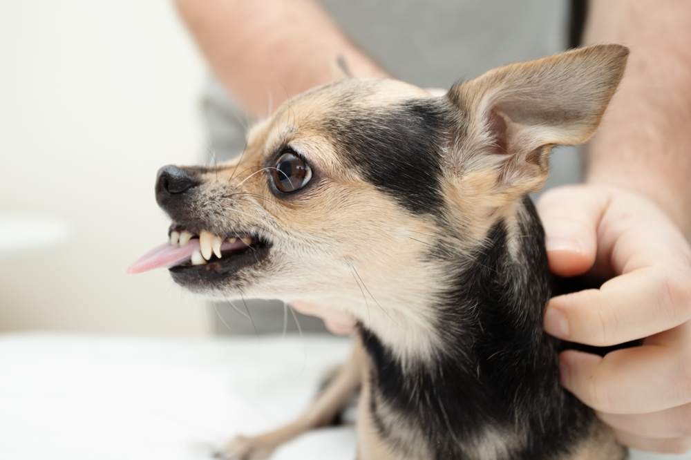Irritated Chihuahua growling with tongue out