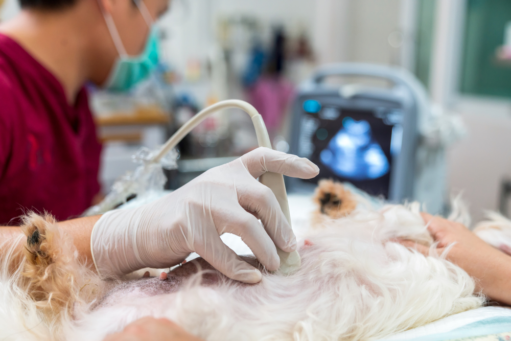 vet doing an ultrasound of a dog's abdomen