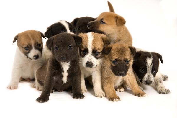 How to Give a Dog or Puppy as a Gift Responsibly - That Mutt