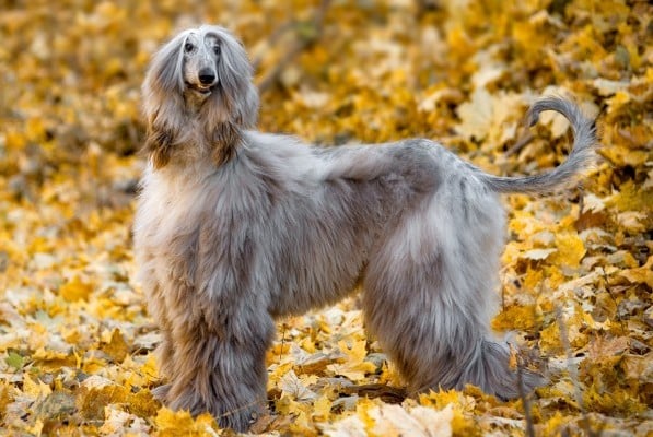 Afghan Hound Breed: Info, Pictures, Facts, & Traits – Dogster
