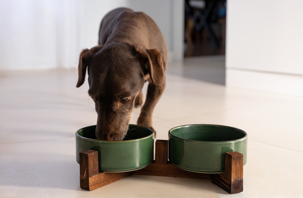 Purebred Dachshund Breed Dog Eating Fresh Dry Food Kibbles
